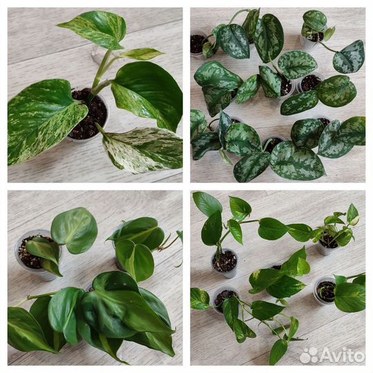 Комнатные цветы.Бегония,лианы,маранта,лудизия