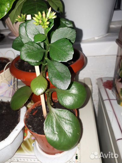 Комнатные растения