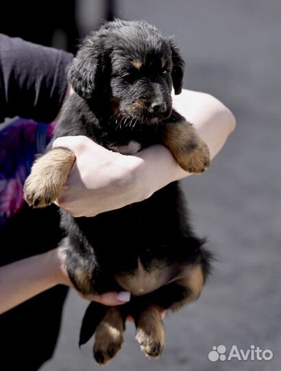 Щенки метисы спаниеля