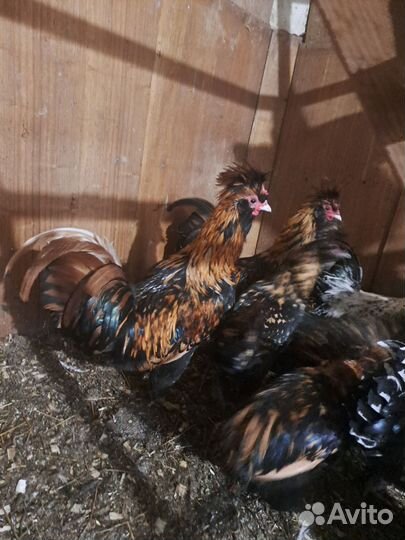 Петух Павловское золото и серебро