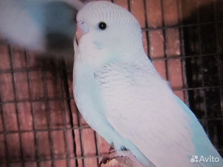 Волнистые попугаи