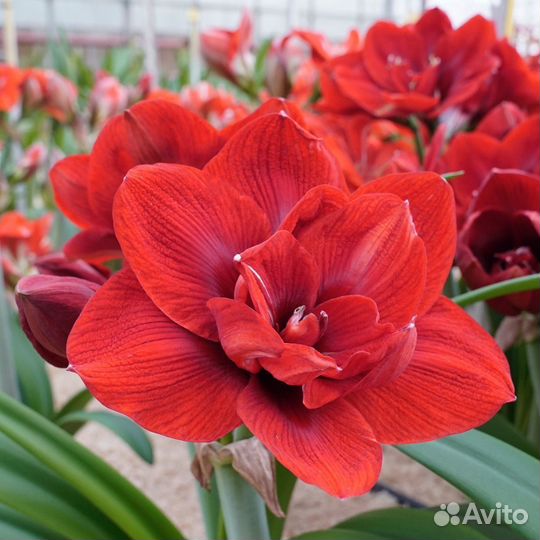 Гиппеаструм амариллис