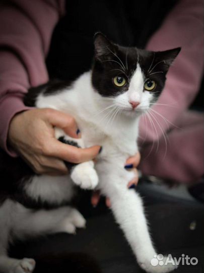 Котенок/кошка в добрые руки