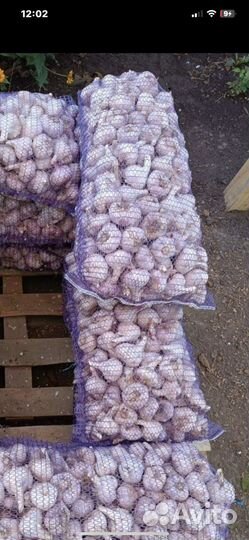 Чеснок Любаша