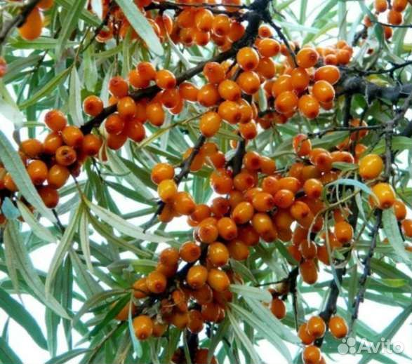 Облепиха саженцы