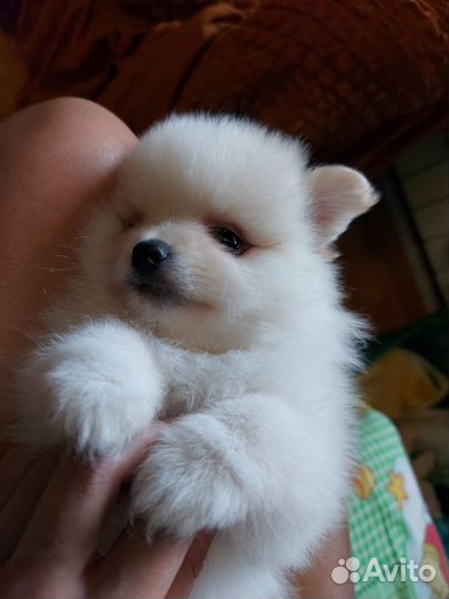 Щенки померанского шпица