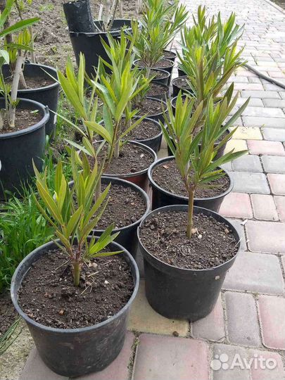 Олеандр махровый