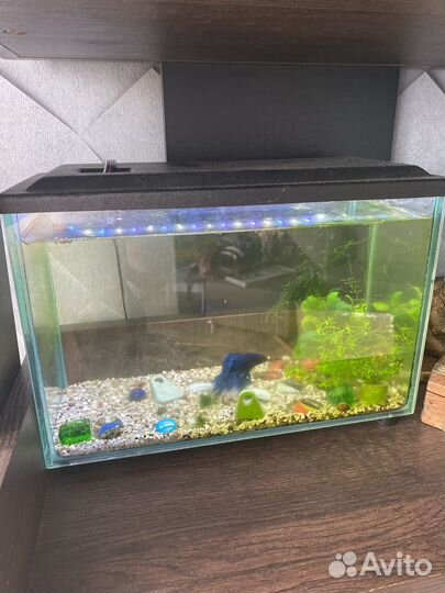 Аквариум с рыбками на выбор