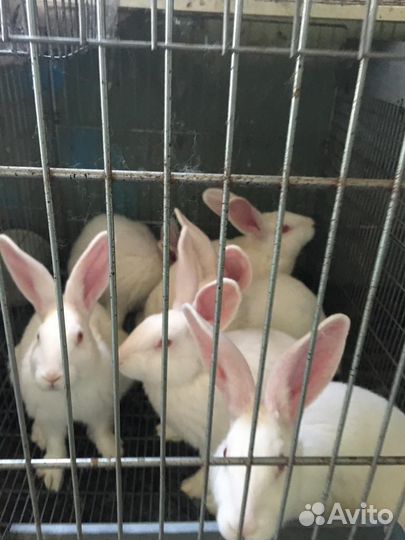 Кролики мясных пород