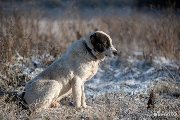 Рашид, молодой алабай в дар