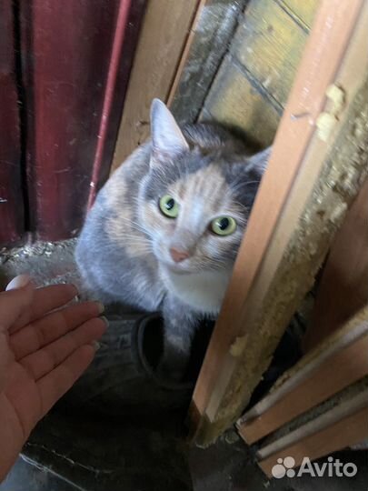 Кошка в дар