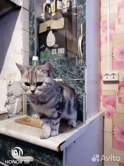 Котята от шотландской прямоухой