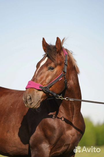 Литовский тяж, мерин