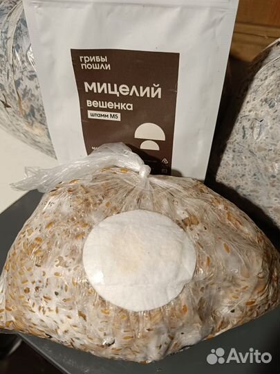 Мицелий вешенки