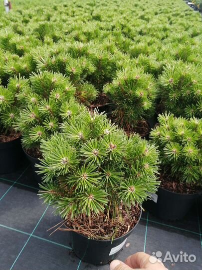 Сосна горная декоративная