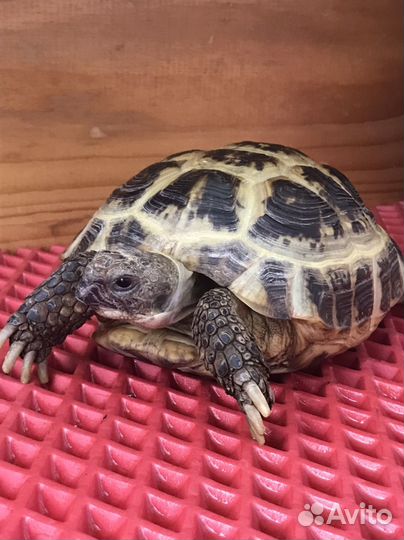 Черепаха