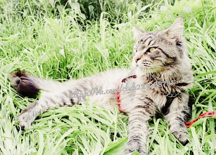Кот, вязка