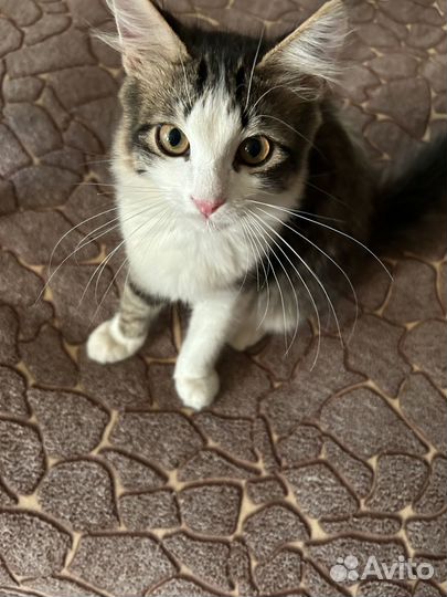 Котенок в добрые руки