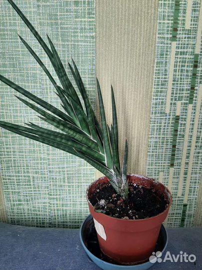 Продам цветы