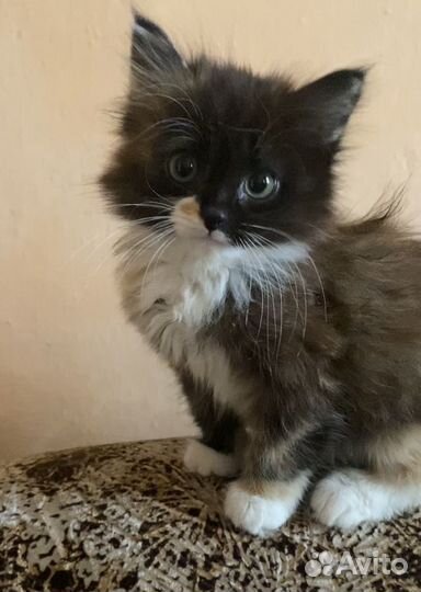 Котенок девочка в добрые руки
