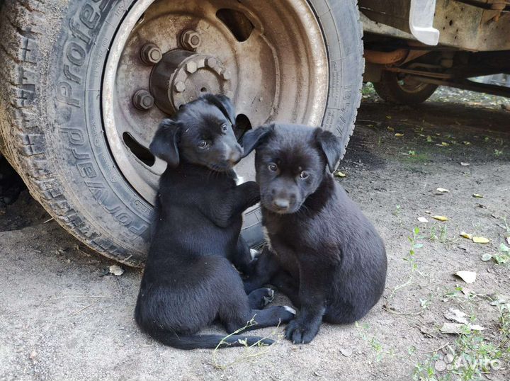 Щенки бесплатно