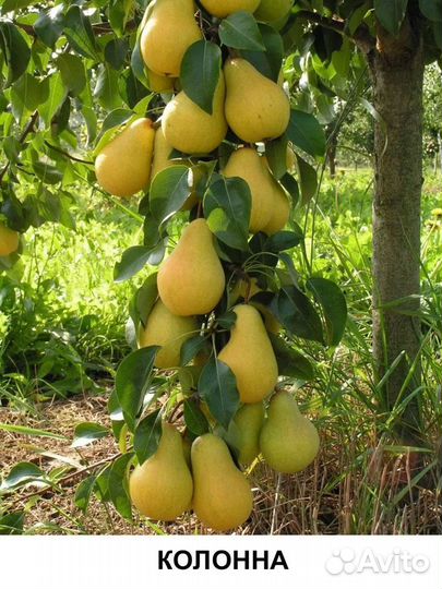 Саженцы груши колоновидной
