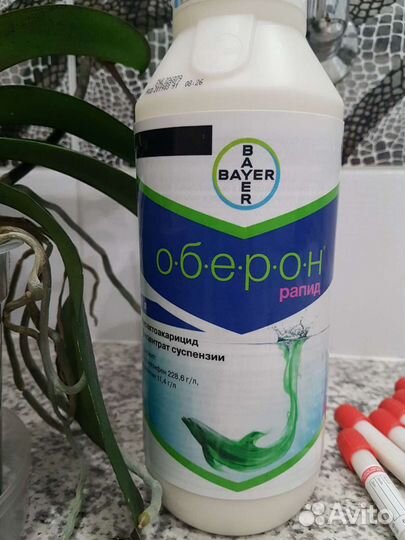 Оберон Рапид