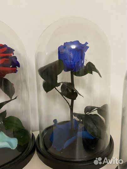 Синяя роза