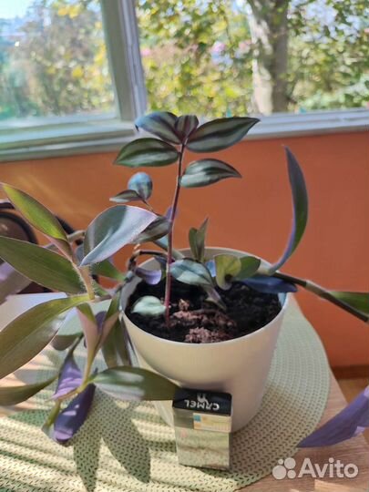 Комнатные растения