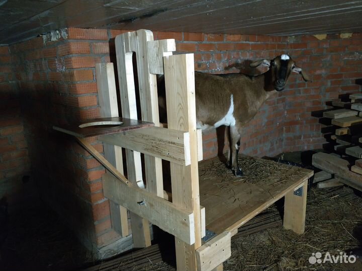 Станок для дойки коз и кормушки
