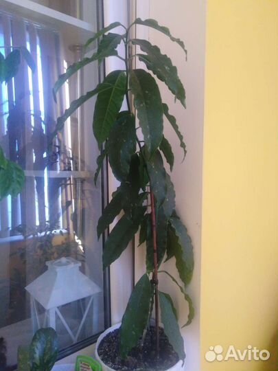 Комнатные растения