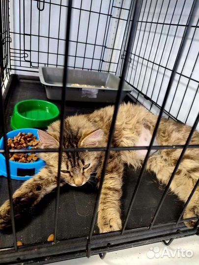 Кошка в дар бесплатно