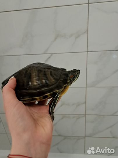 Отдам в добрые руки черепашку)