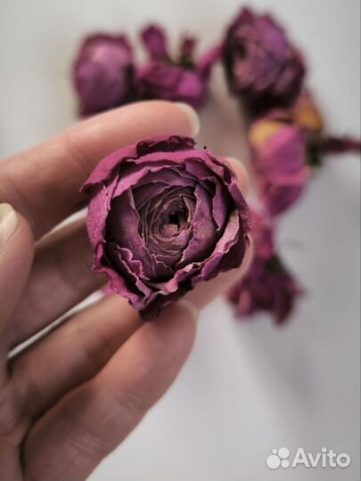Суxоцветы из кустовых роз для творчecтва