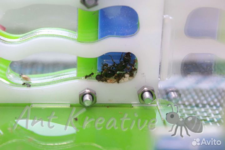 Муравьиные фермы - Формикарии