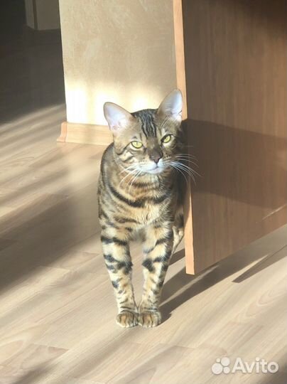Бенгальский кот вязка