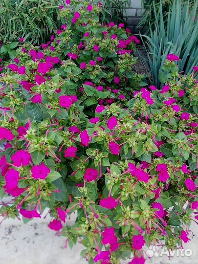 Мирабилис саженцы (зорька, зорянка)