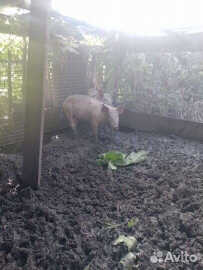 Хряк ландрас