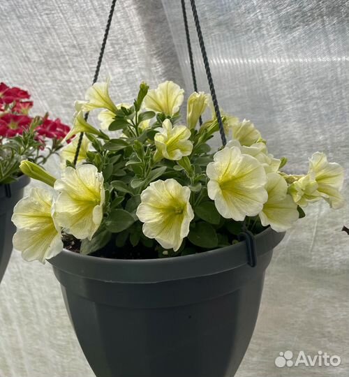 Петунии, калибрахоа, вербена, бакопа