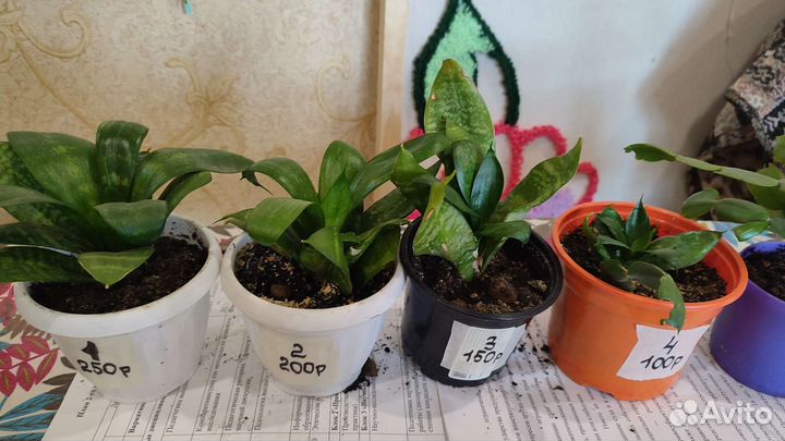 Растения для флорариума