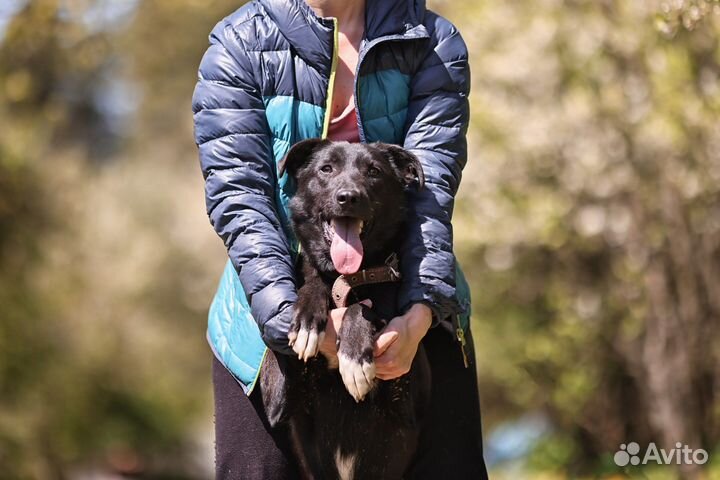 Собака в добрые руки отдам бесплатно
