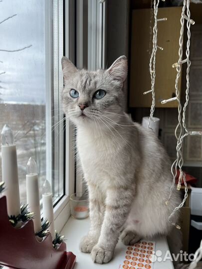 Кошечка в добрые руки