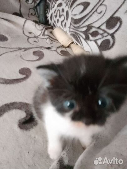 Кошка в дар