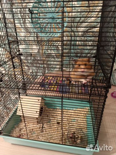 Клетка для грызунов с хомяком