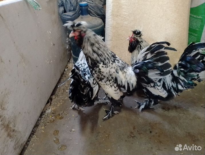 Куры молодки