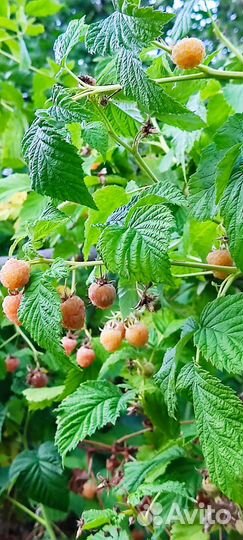 Почвопокровное, малина Абрикосовая