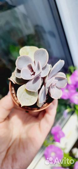 Каланхоэ Сератто