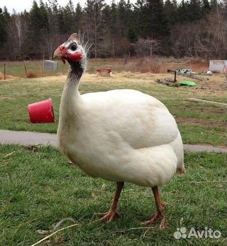 Цыплята цесарки разного возраста
