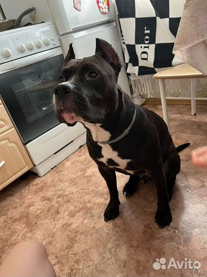 Отдам чистокровного стаффорда