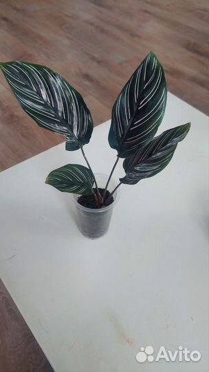 Калатея сандориана